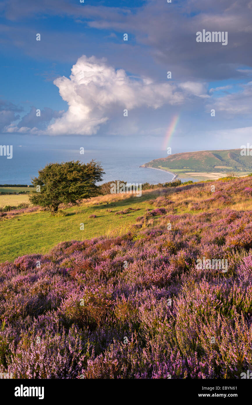 Heather in flower on Porlock Common, Exmoor National Park, Somerset, England. Summer (August) 2014. Stock Photo