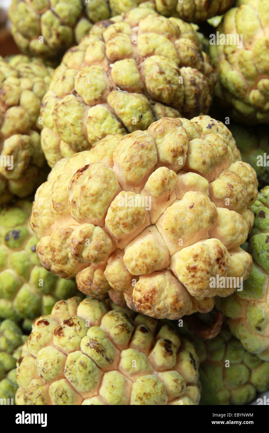 Dhaka 05 December 2014. Custard Apple , of Bangladeshi origin are Sweet, pulpy, and fragrant rich fruit . Stock Photo