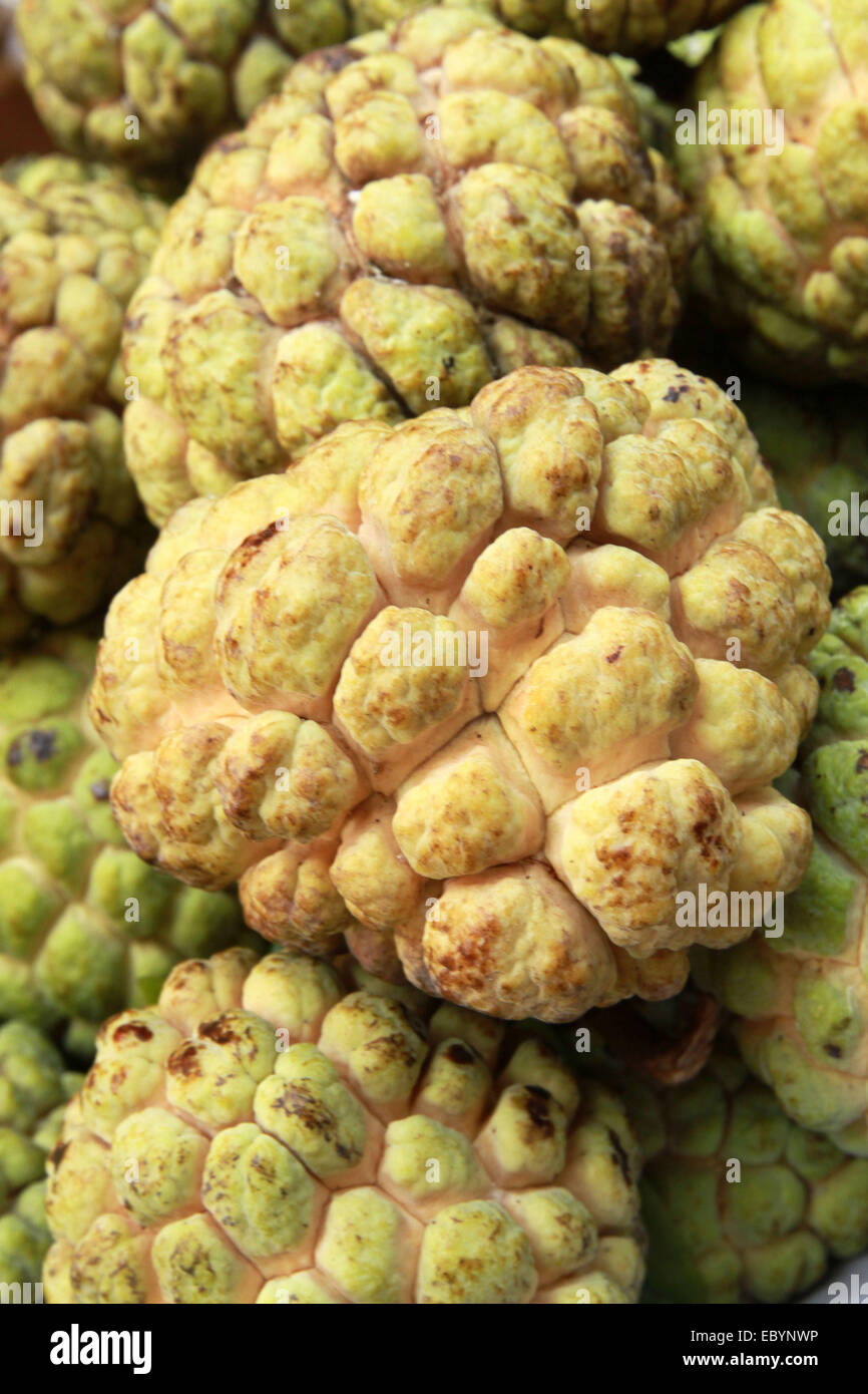 Dhaka 05 December 2014. Custard Apple , of Bangladeshi origin are Sweet, pulpy, and fragrant rich fruit . Stock Photo