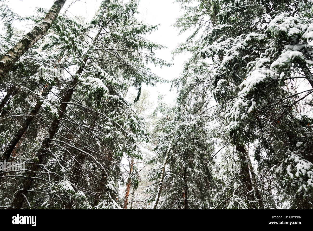 Snow-covered pine needles covered with frost Stock Photo - Alamy