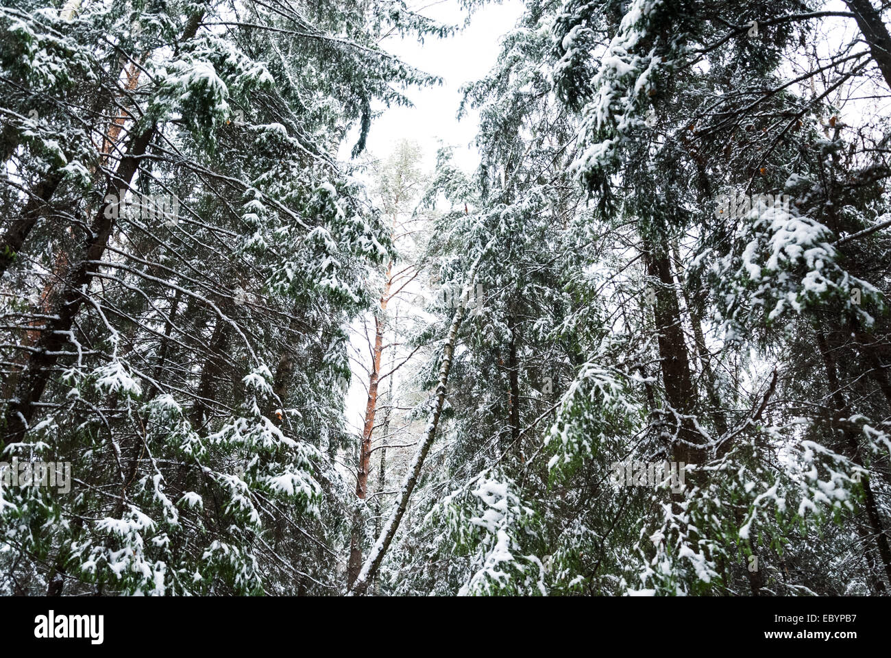 Snow-covered pine needles covered with frost Stock Photo - Alamy
