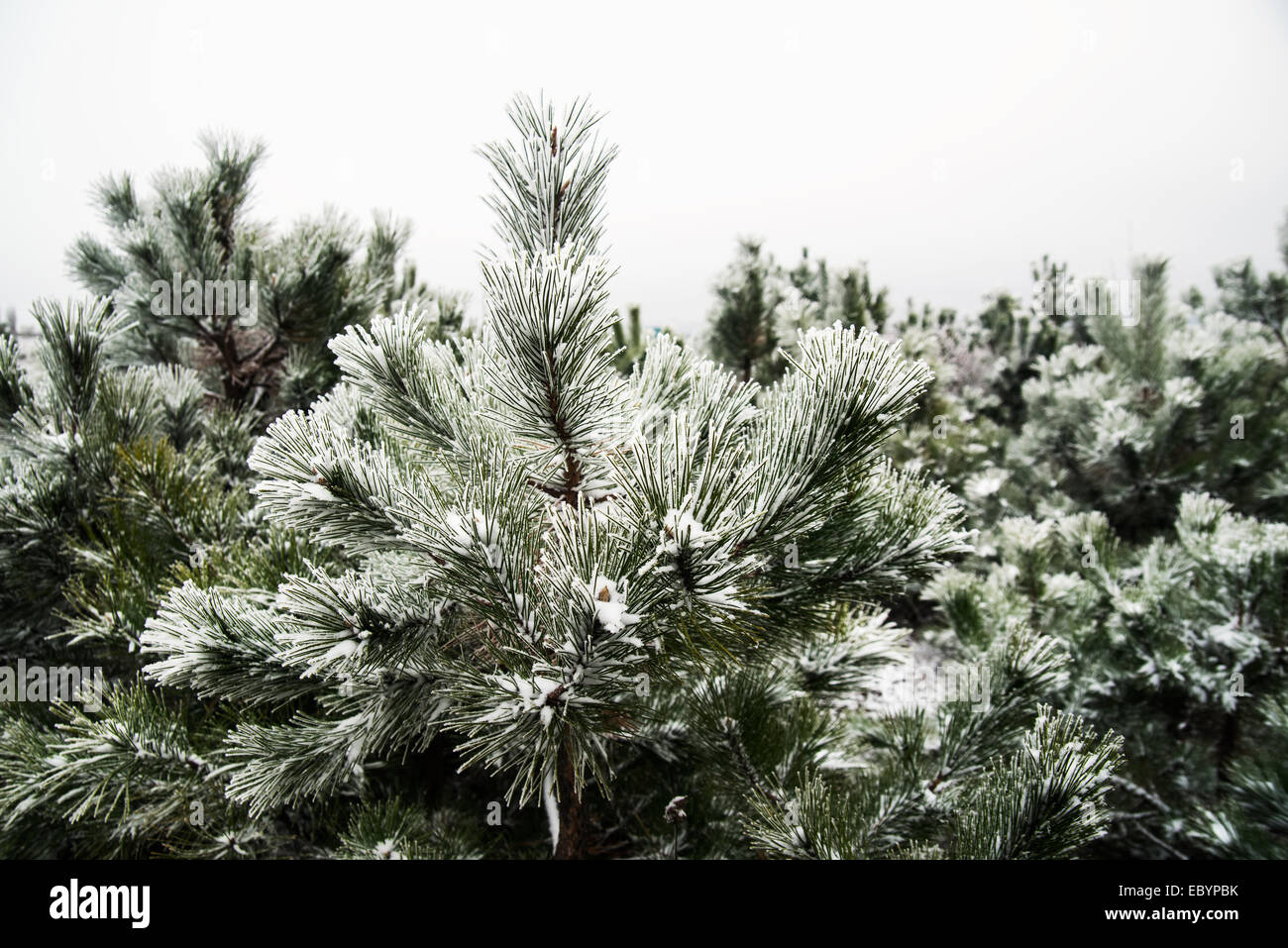 Snow-covered pine needles covered with frost Stock Photo - Alamy