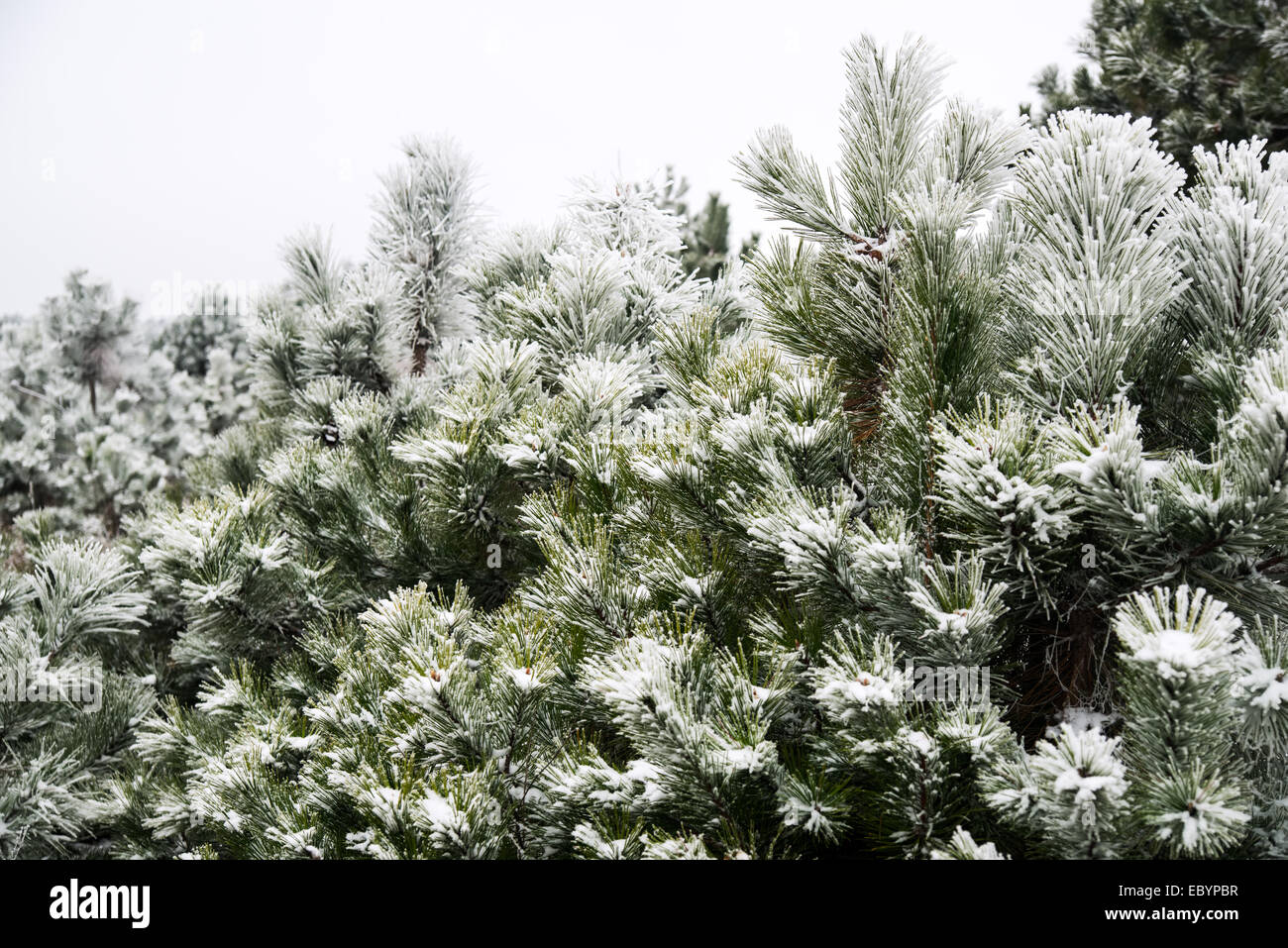 Snow-covered pine needles covered with frost Stock Photo - Alamy