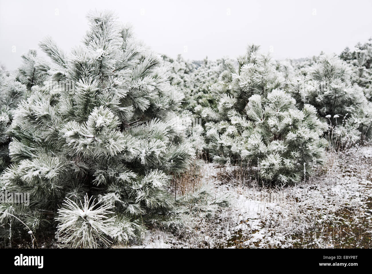 Snow-covered pine needles covered with frost Stock Photo - Alamy