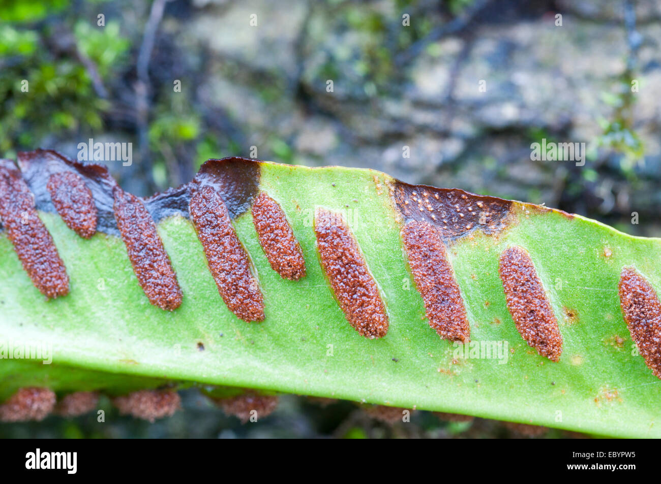 The under side of a Hart's Tongue Fern showing the sori which produce the spores the species uses to reproduce Stock Photo