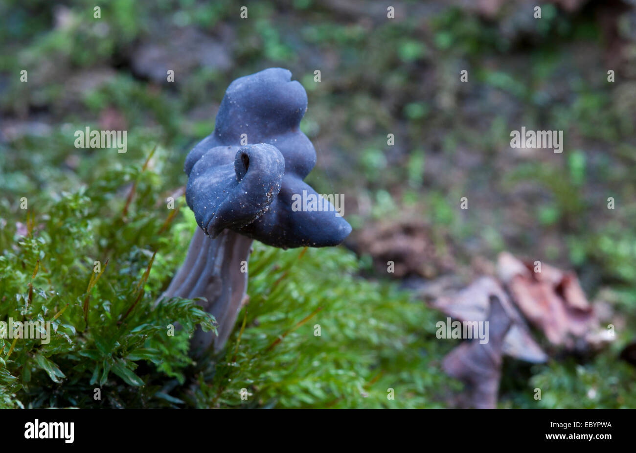 The strangely shaped Elfin Saddle fungus photographed near Pulborough, West Sussex Stock Photo