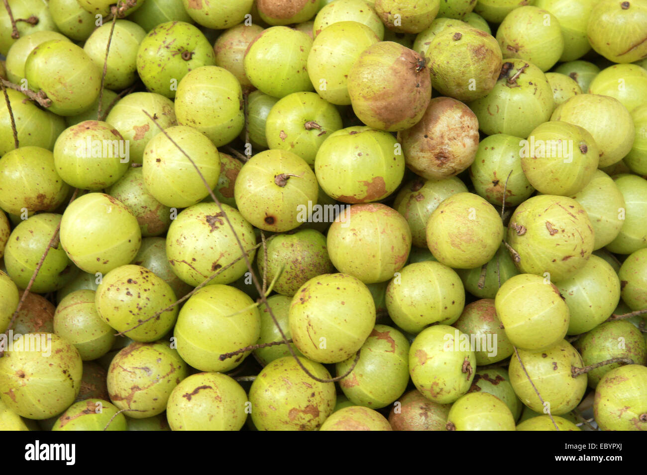 Amla, Indian Gooseberry, (Emblica Officinalis Loca) Herbal Medicinal Fruit, India Stock Photo