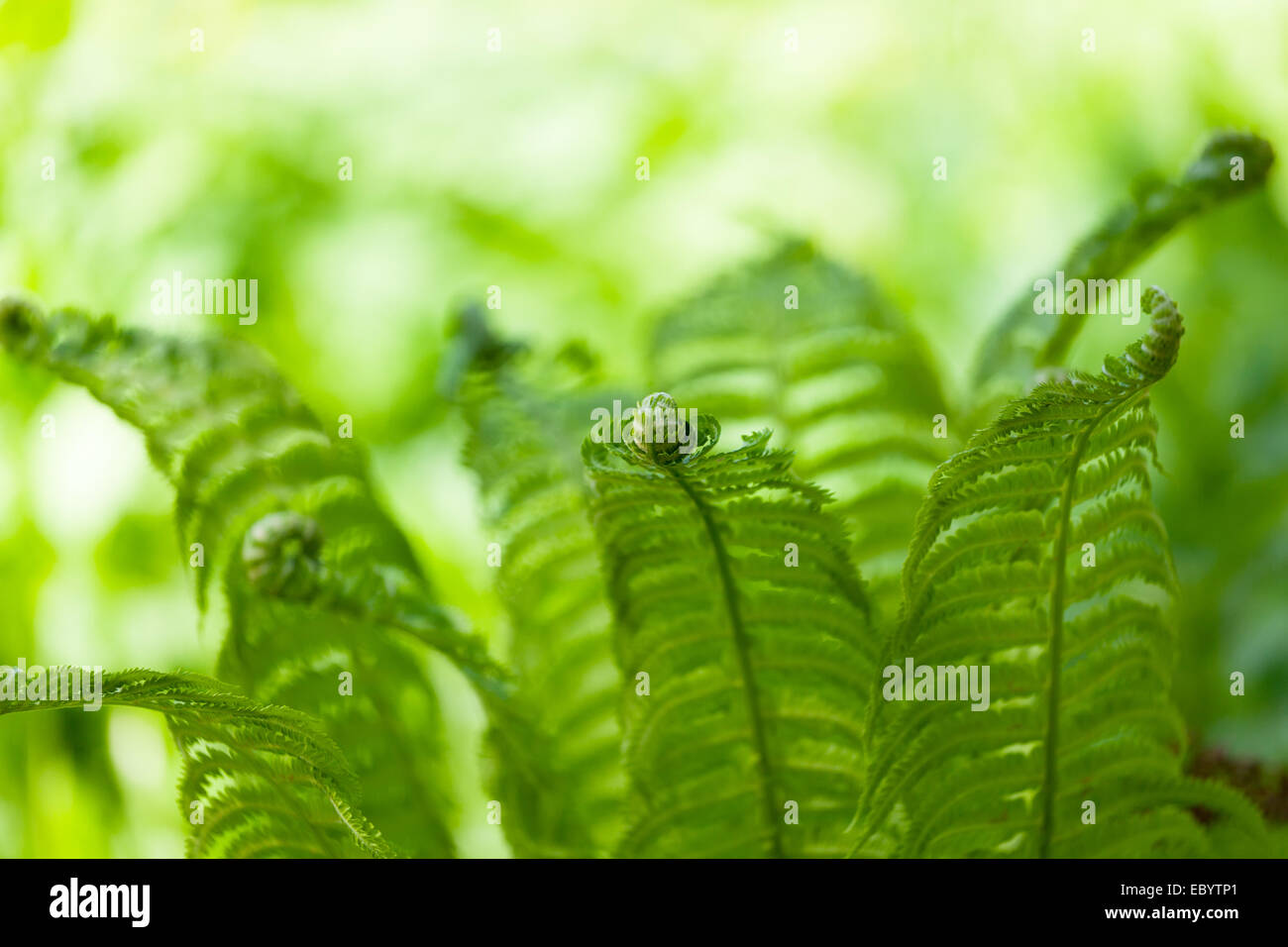 Lush leaves green fern hi-res stock photography and images - Alamy