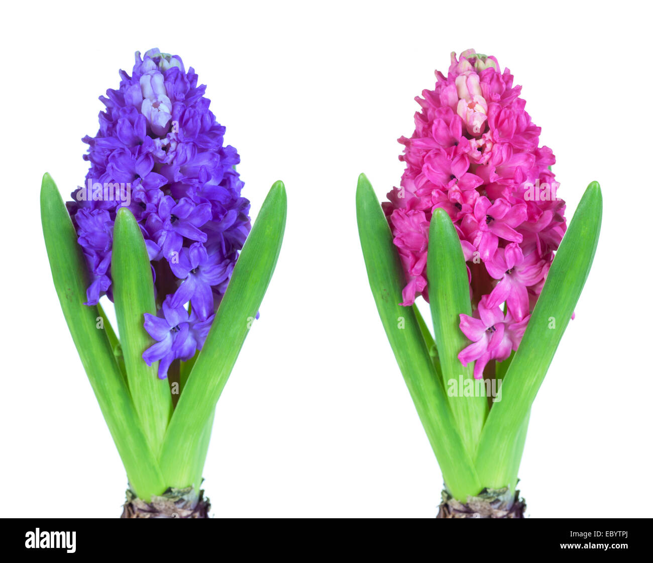 fresh hyacinth flowers and leaves on white background. pink, blue and white hyacinth in pot Stock Photo