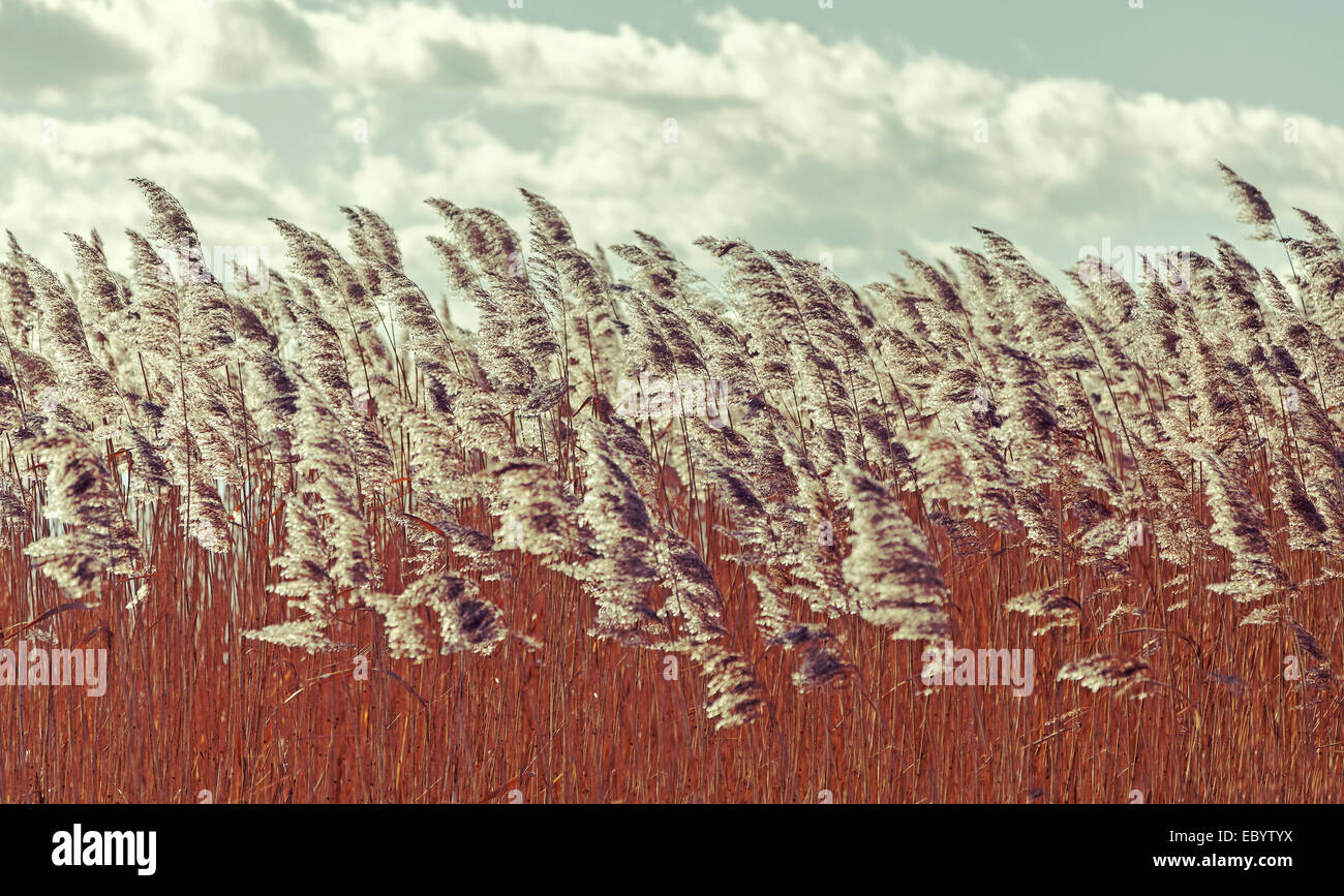 Retro vintage filtered dry reeds nature background. Stock Photo