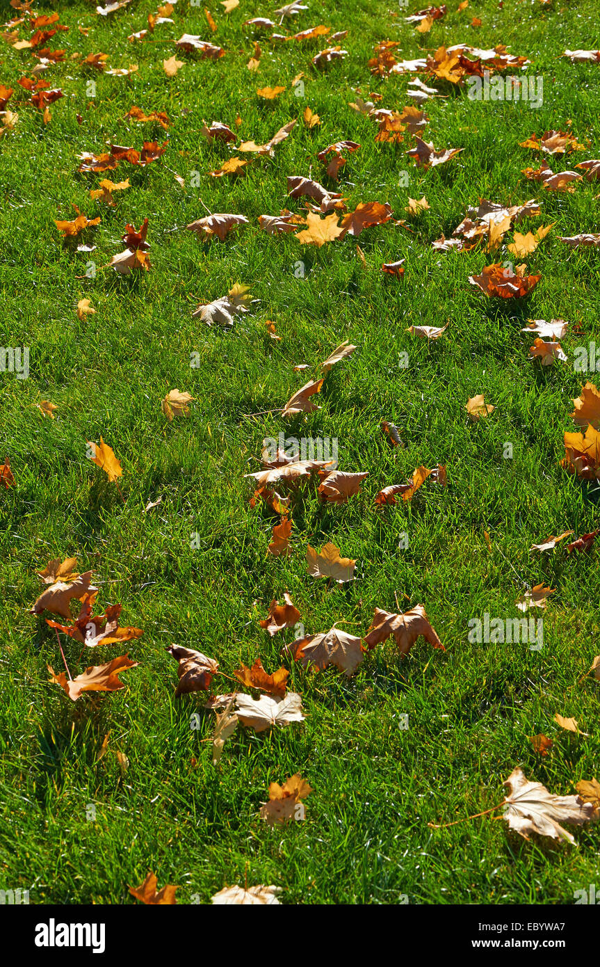 Bright red maple leaves on green grass Stock Photo
