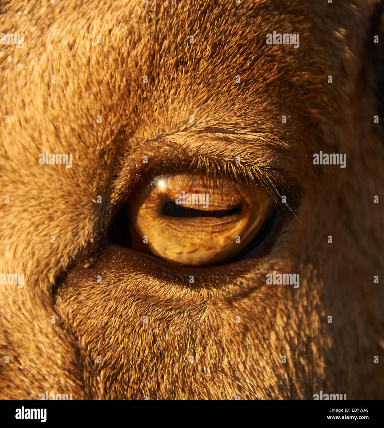 close-up photo of adult male sheep eye Stock Photo