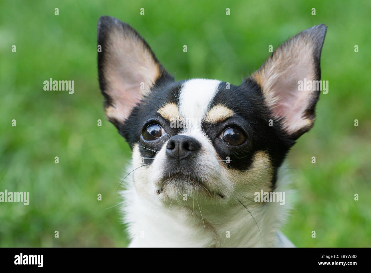 One Chihuahua lies on the grass lawn Stock Photo