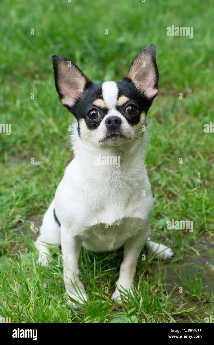 One Chihuahua sits on the grass lawn Stock Photo