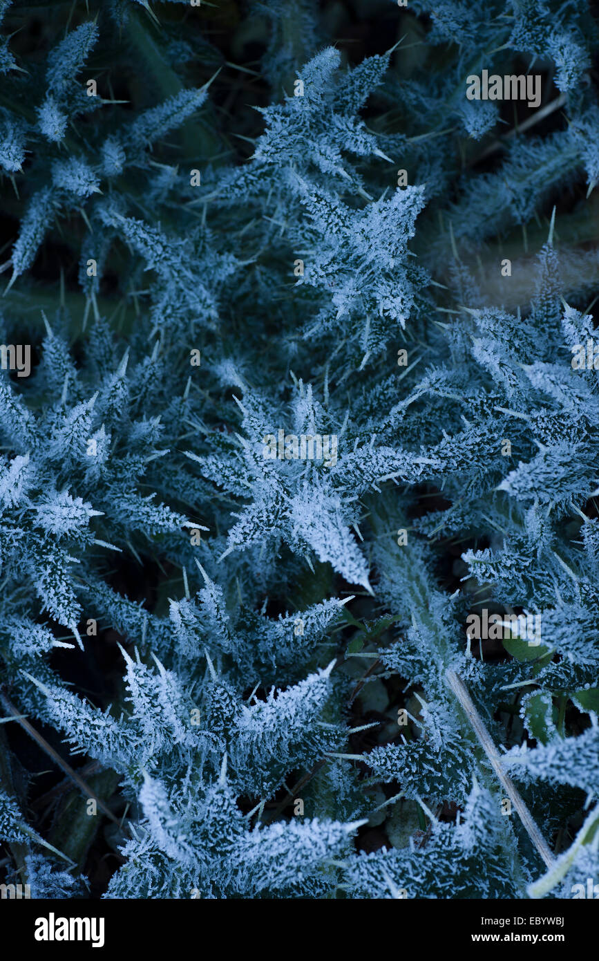 Early morning frost on a garden thistle plant Stock Photo