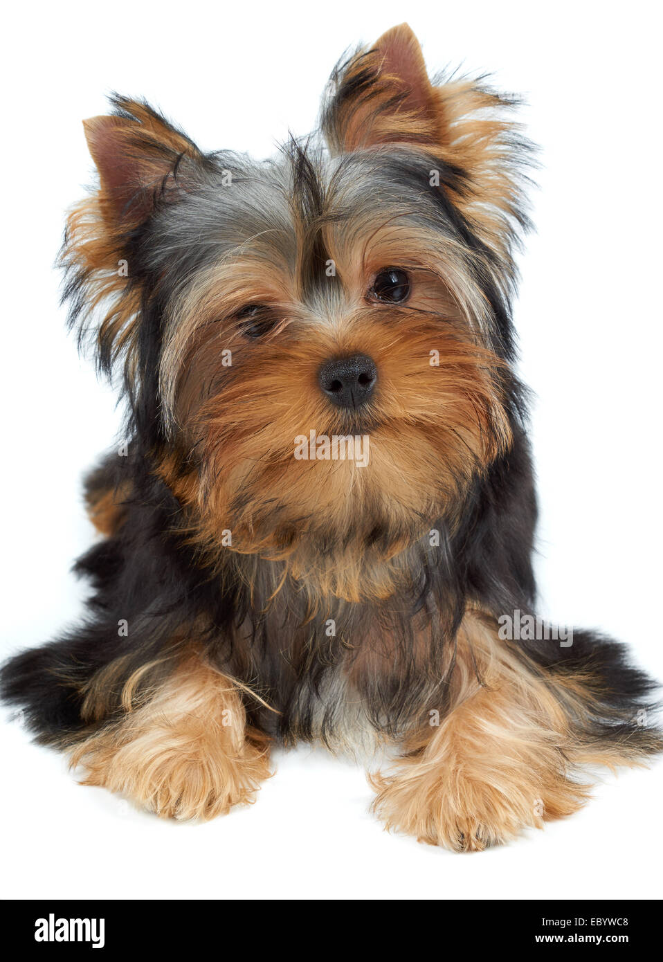 Puppy of the Yorkshire Terrier tilted head to the right Stock Photo