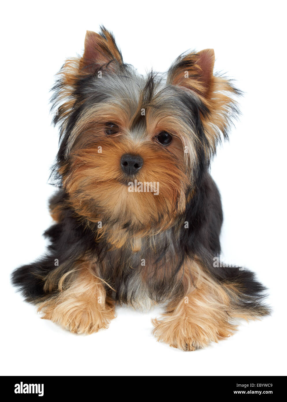Puppy of the Yorkshire Terrier tilted head to the left Stock Photo