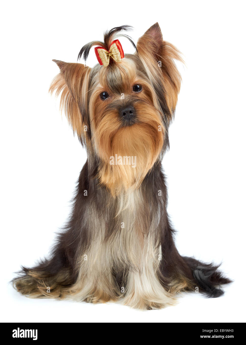 Dog with head tilted to one side Cut Out Stock Images & Pictures Alamy