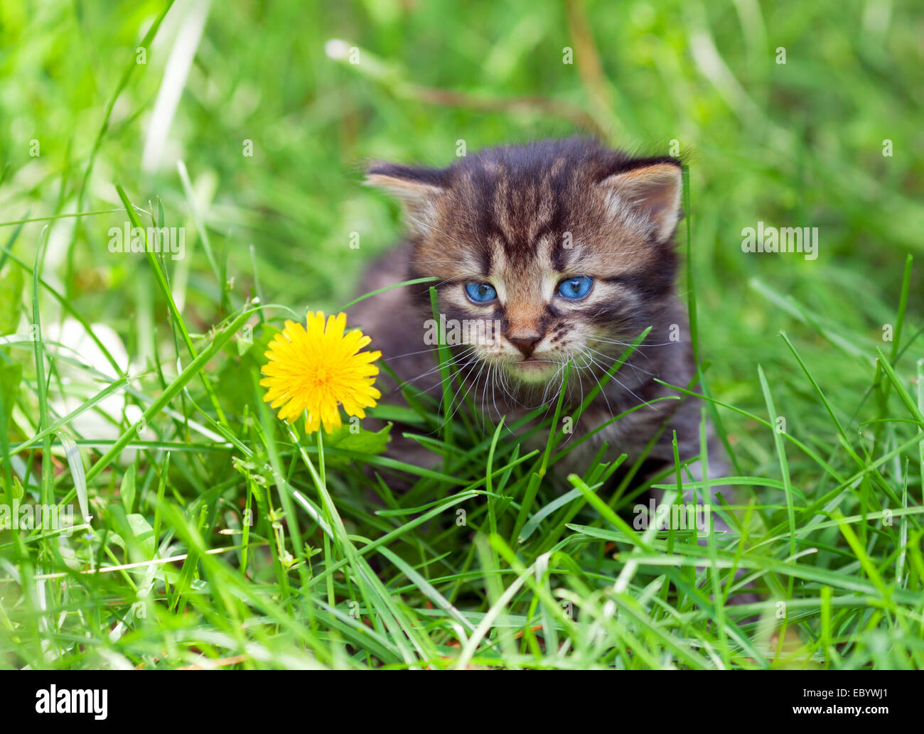 Little kitten walking on the grass Stock Photo - Alamy