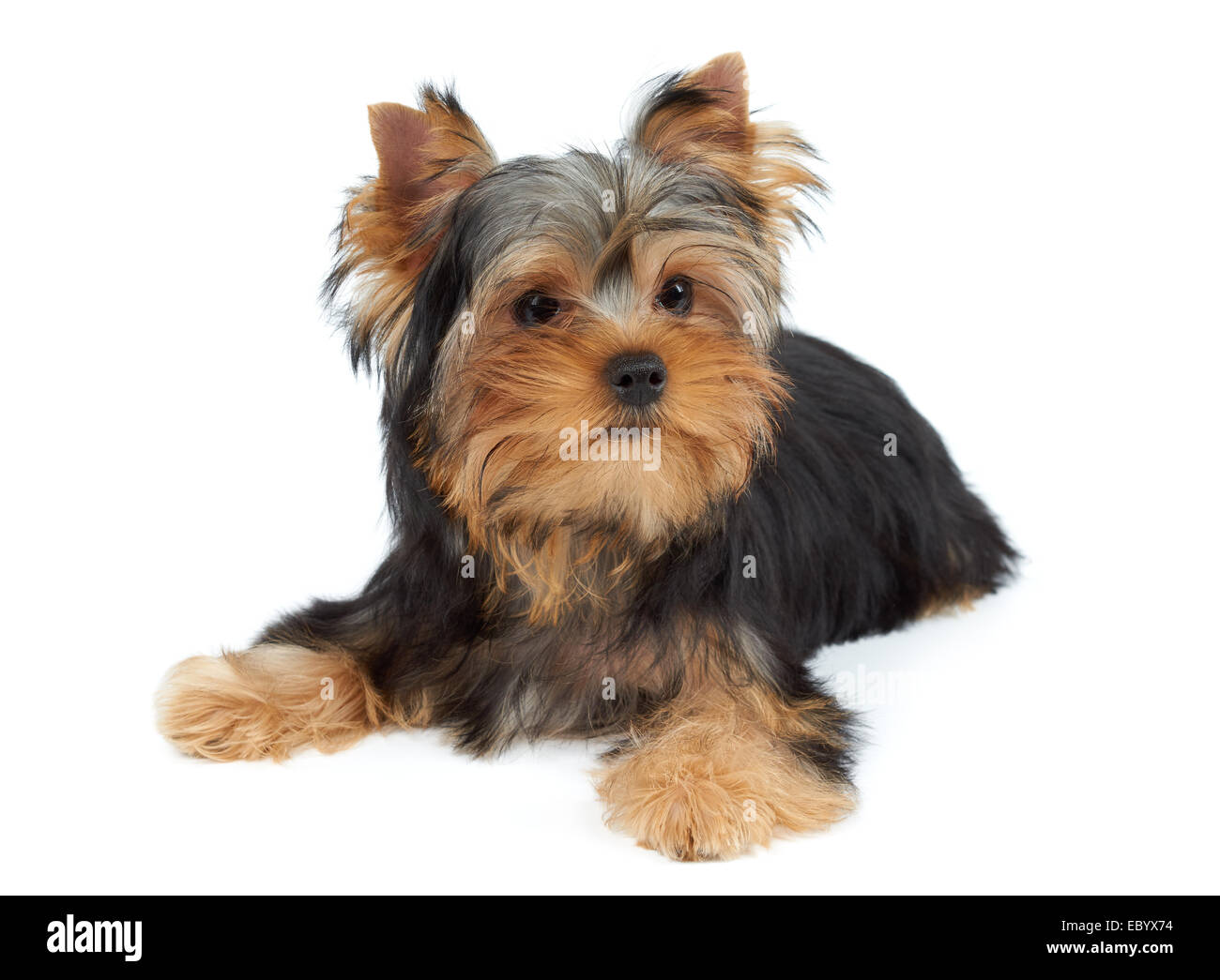 Yorkshire terrier mini toy Cut Out Stock Images Pictures Page