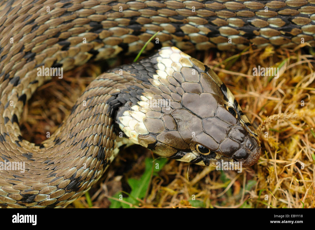 Grass snake natrix natrix Stock Photo