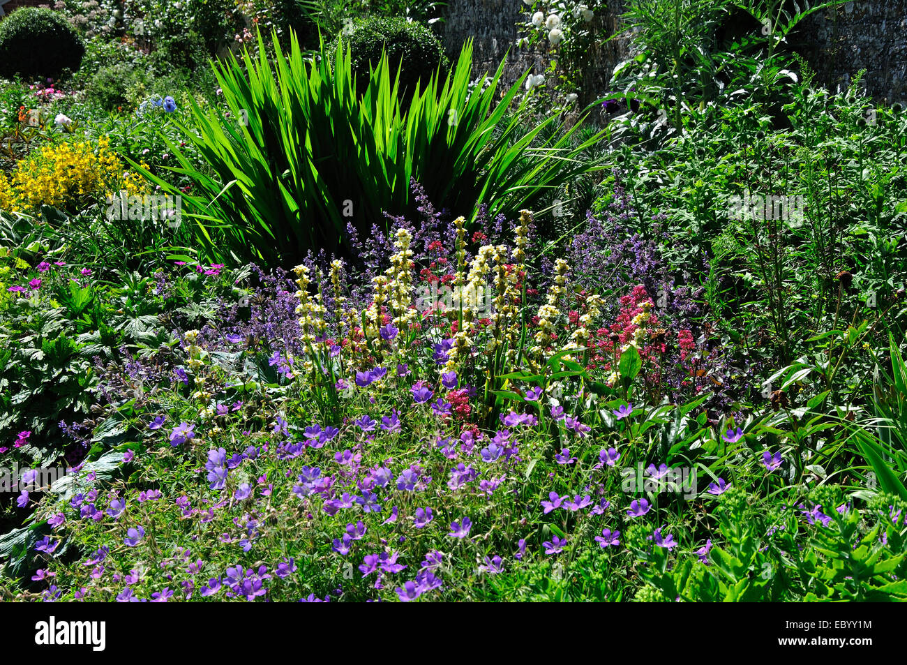 A Dorset cottage garden herbaceous border UK Stock Photo