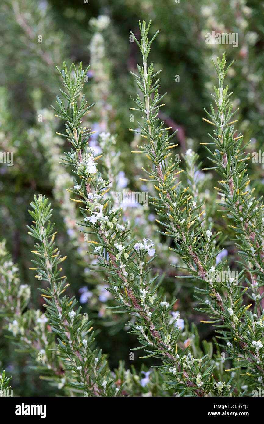 A rosemary (Rosmarinus officinalis) shrub with flowers Stock Photo Alamy