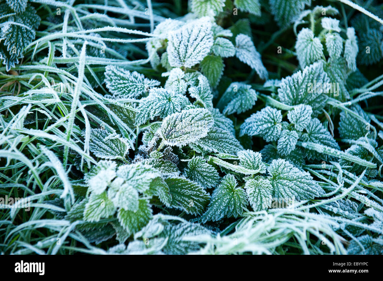 Builth Wells, Powys, UK. 6th December, 2014. Frost in Mid Wales this morning after a cold night with temperatures dropping to -2deg C. Credit:  Graham M. Lawrence/Alamy Live News. Stock Photo