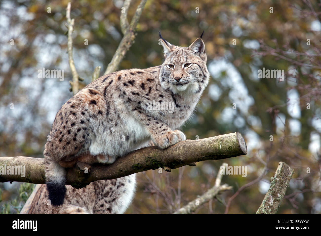 A single European Lynx lying in a tree Stock Photo
