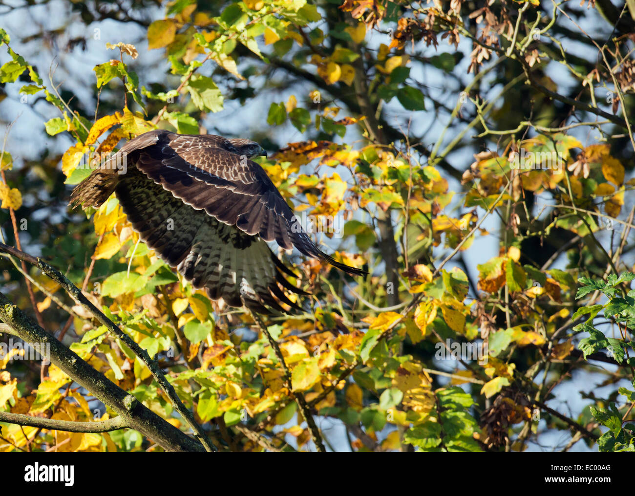 Wild Common Buzzard, Buteo buteo in flight through Autumnal woodland Stock Photo