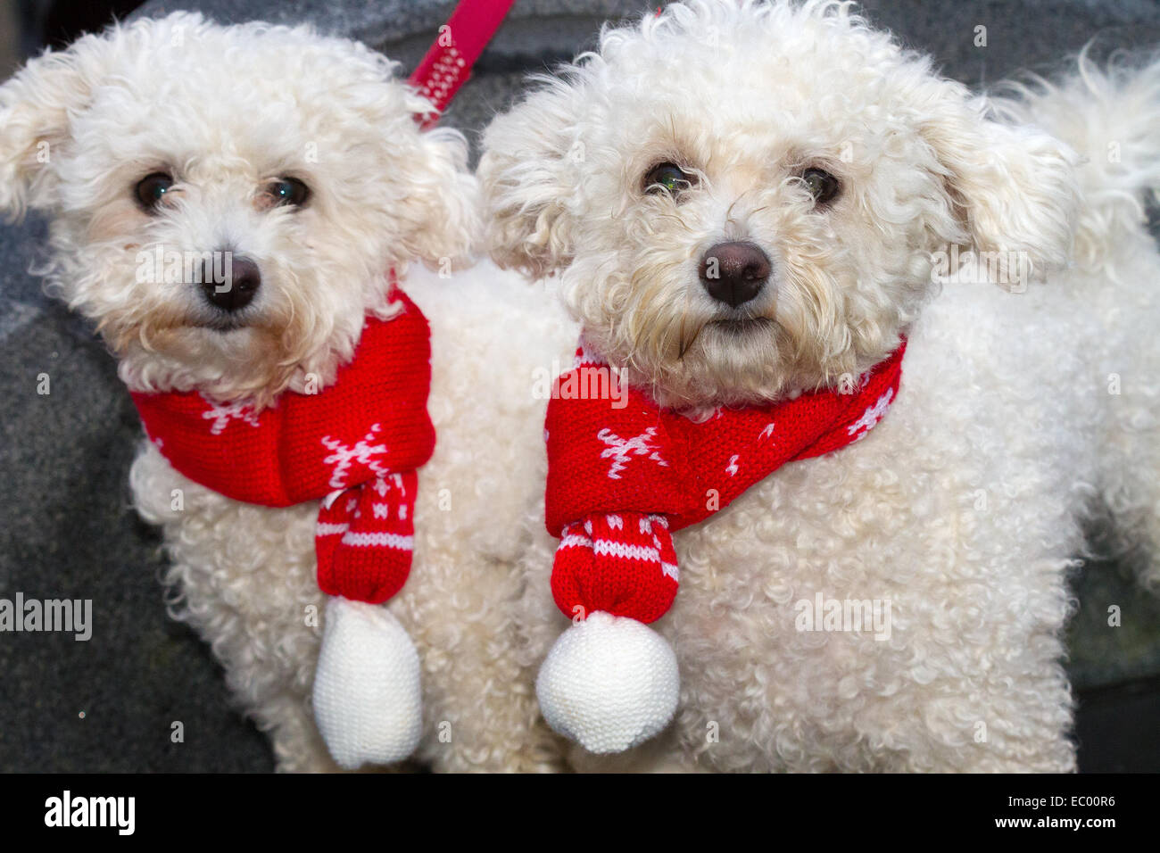 muzzling a dog for aggression