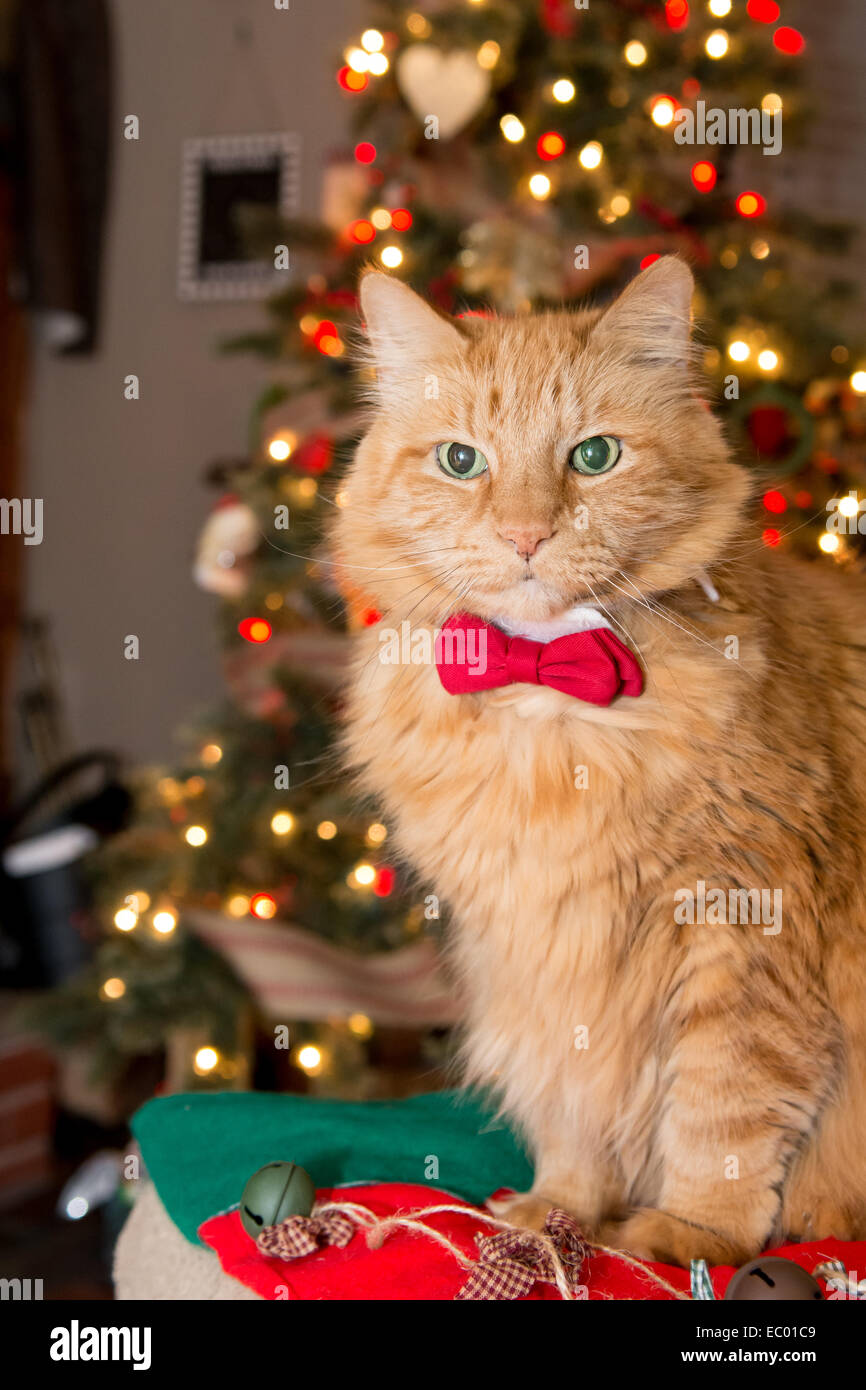 Snazzy Christmas Cat Stock Photo