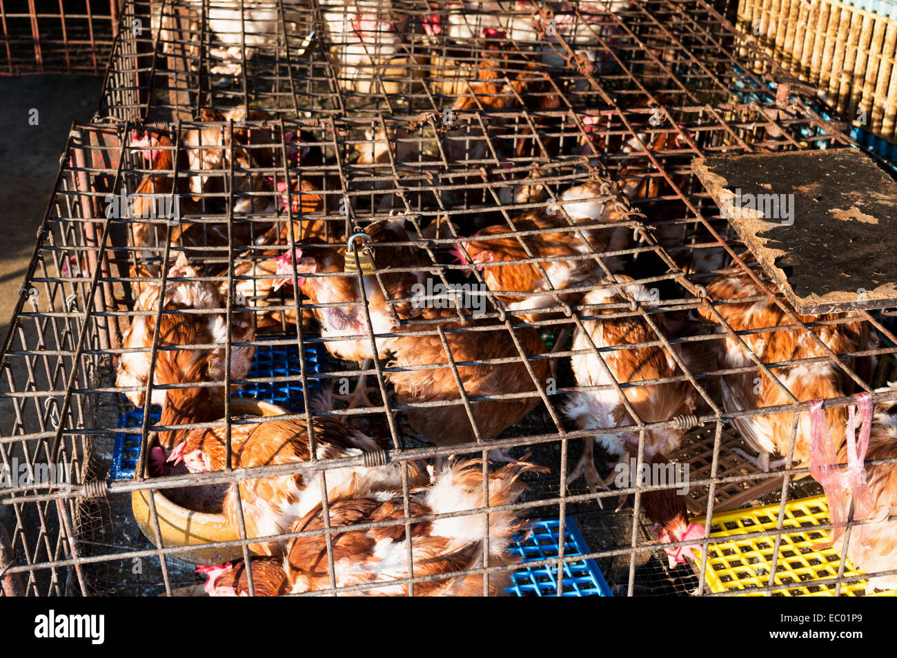 caged live chickens at a market in Georgetown, Penang, Malaysia - Southeast Asia Stock Photo
