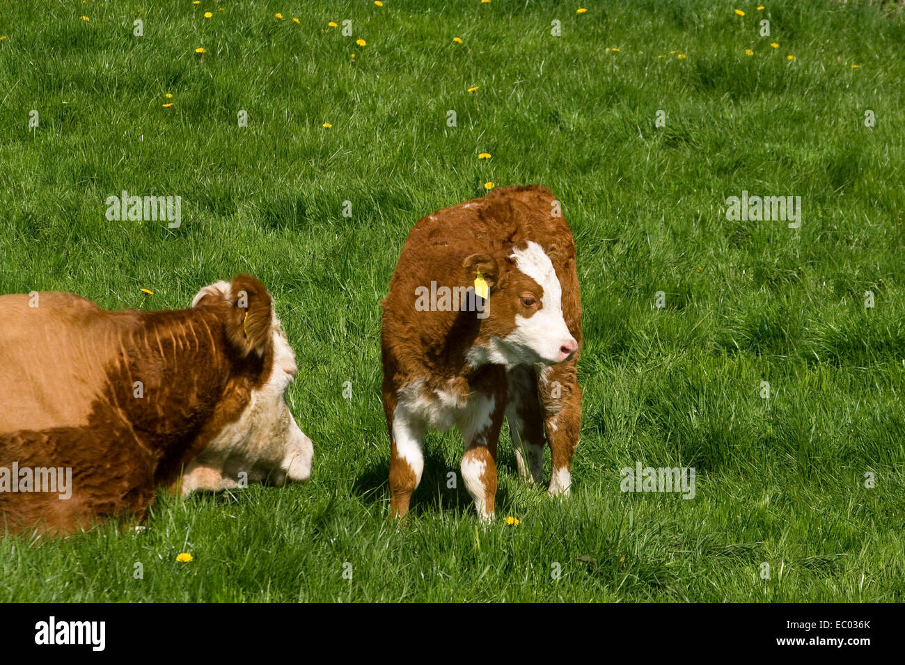 Grey cow and calf hires stock photography and images Alamy
