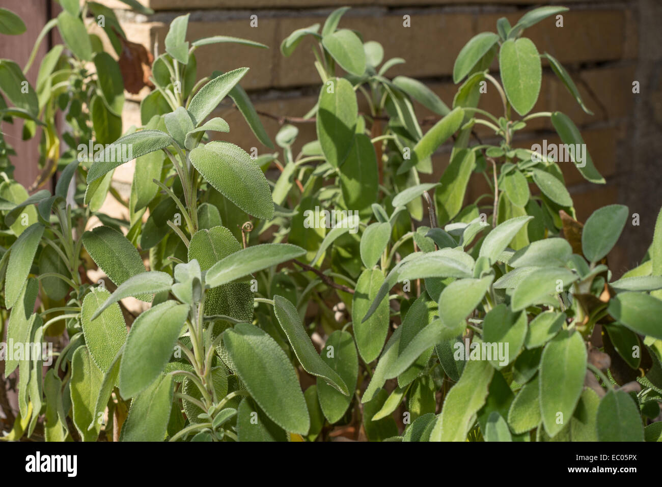 A sage plant in garden very aromatic Stock Photo