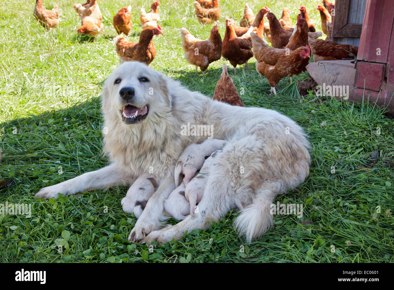 Great Pyrenees mother with one week old puppies, free roaming Eco organic chicken, free range. Stock Photo