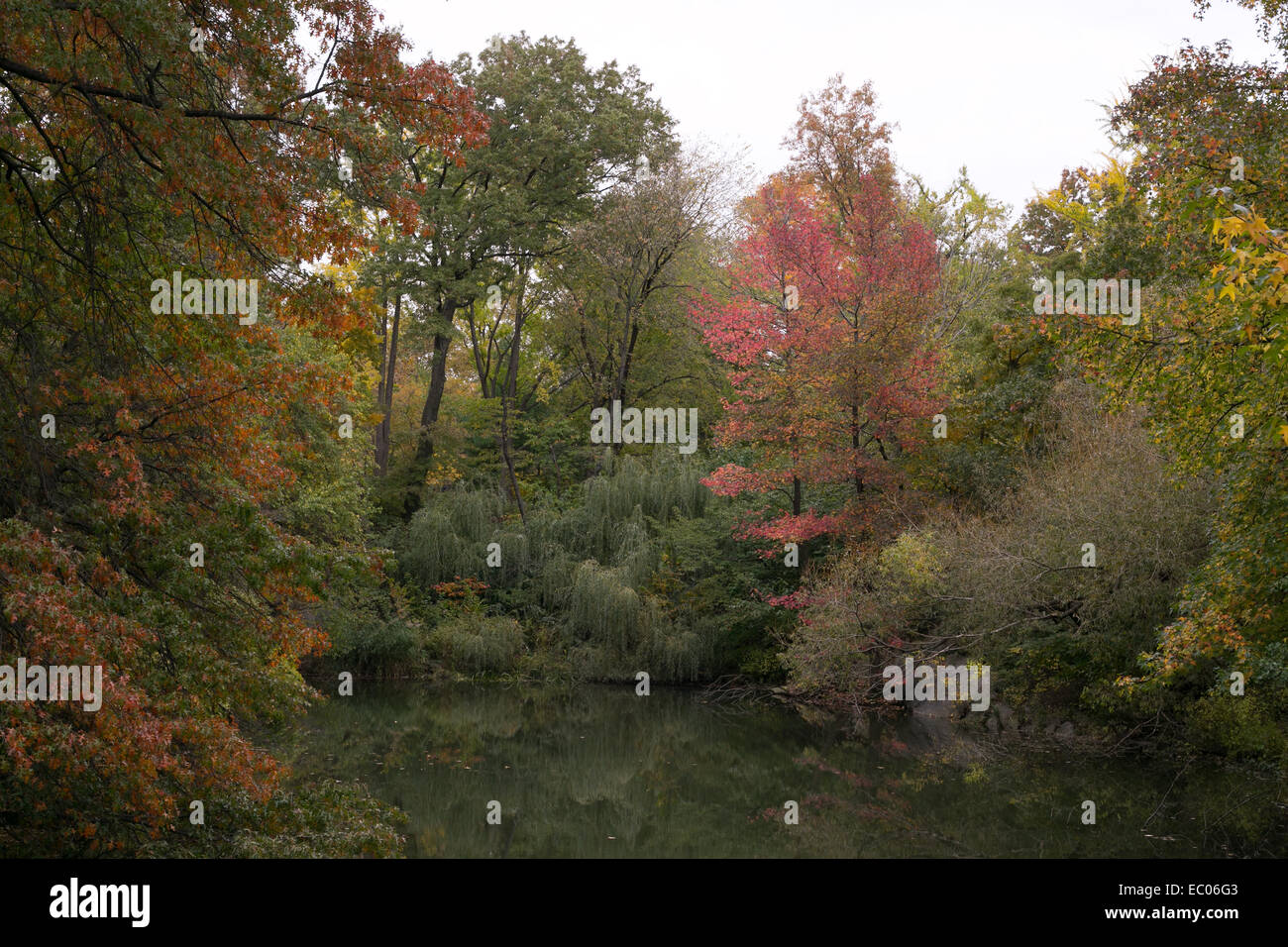A scenic setting of trees around a pond in Central Park, New York. Stock Photo
