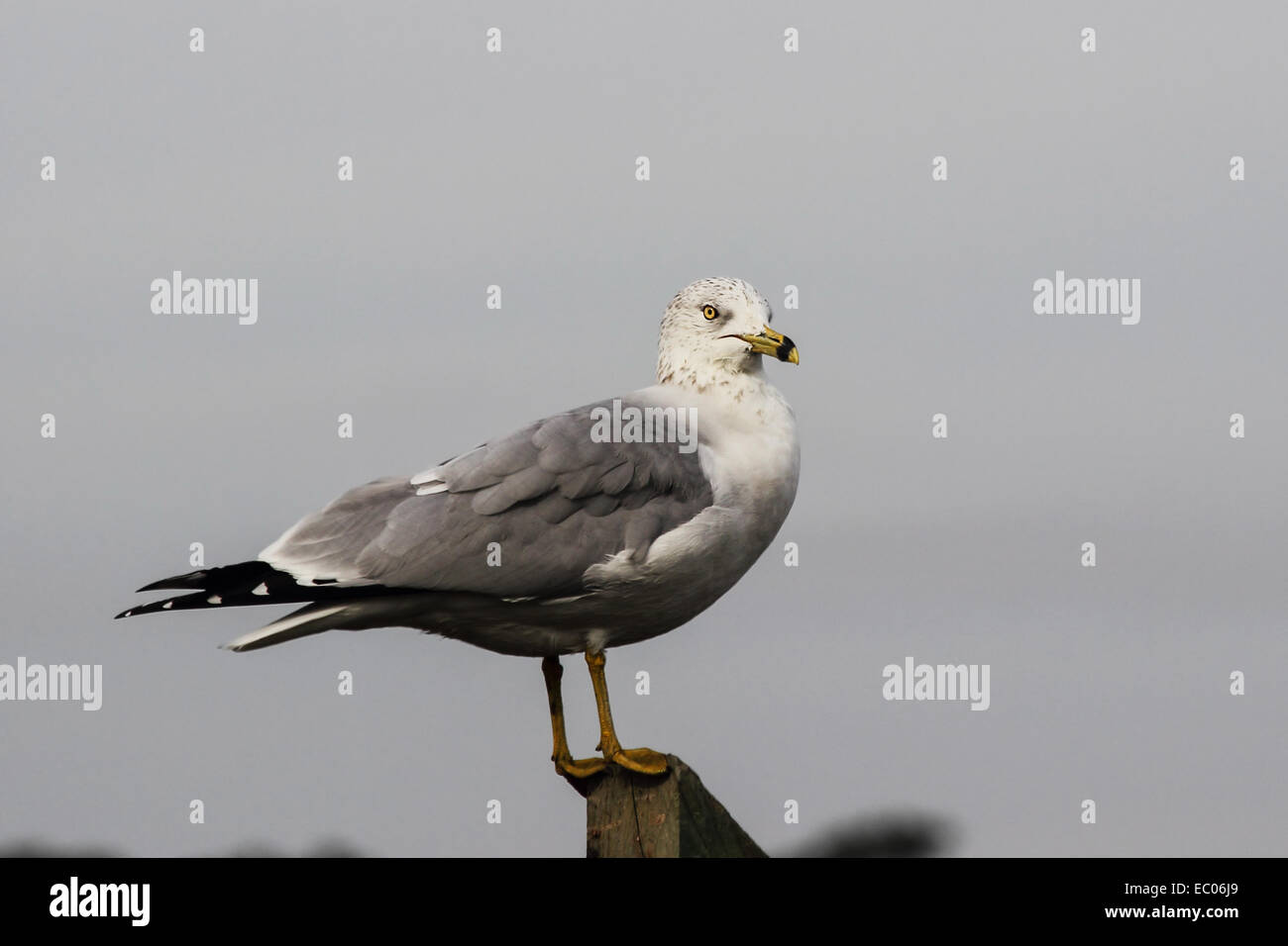 A Ring-billed gull perches beside a coastal estuary. Stock Photo