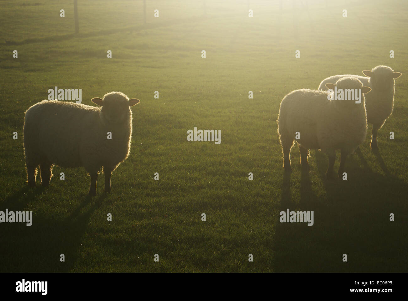 Inquisitive sheep with their backs to the sun in an evening meadow Stock Photo