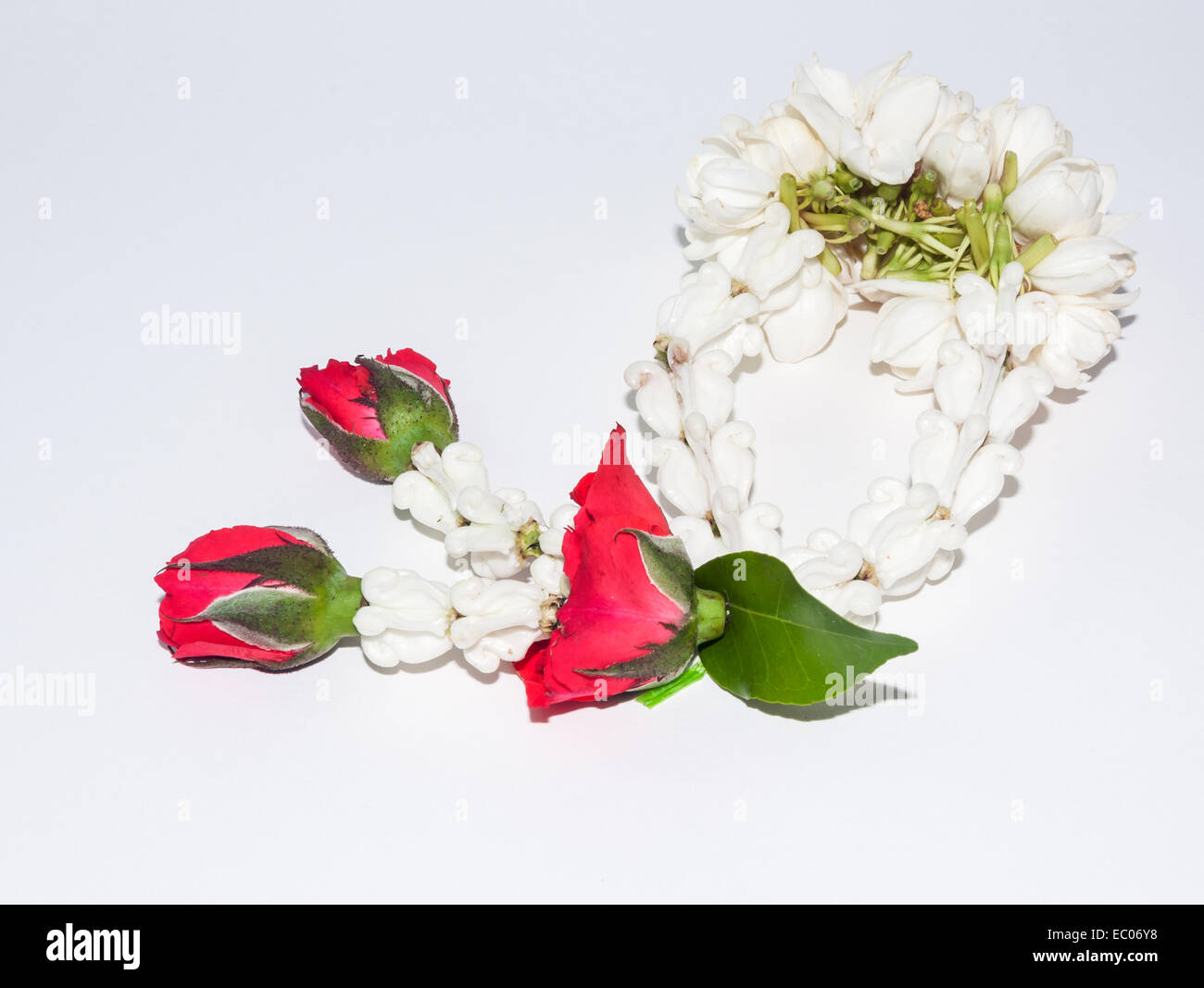 Fresh jasmine garland on the white background. Stock Photo