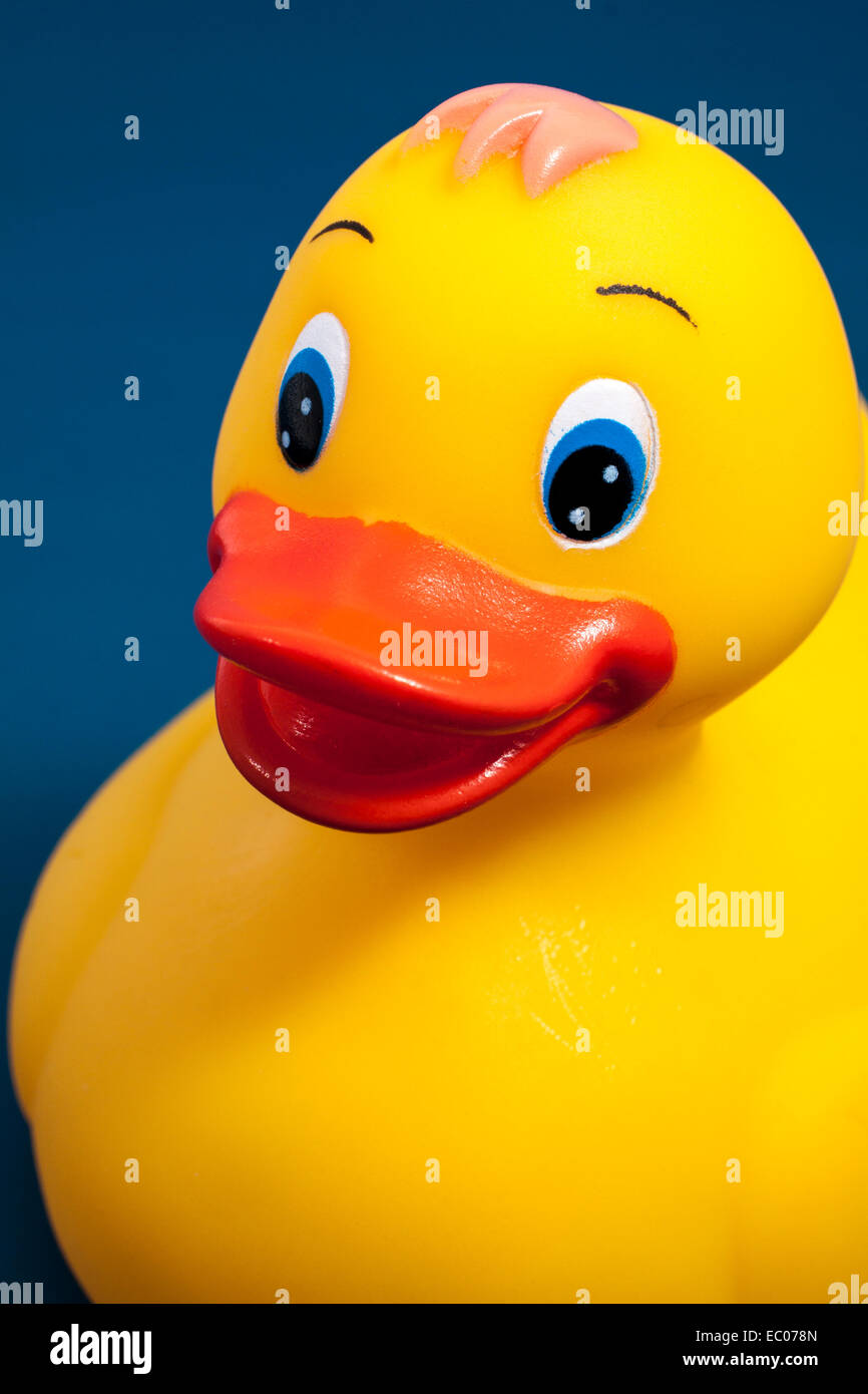 Close up of a yellow rubber duck on a blue background Stock Photo - Alamy