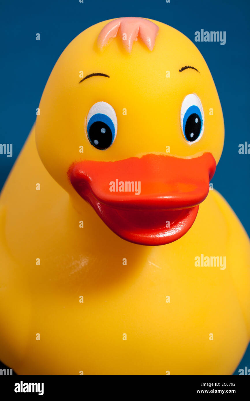 Close up of a yellow rubber duck on a blue background Stock Photo - Alamy