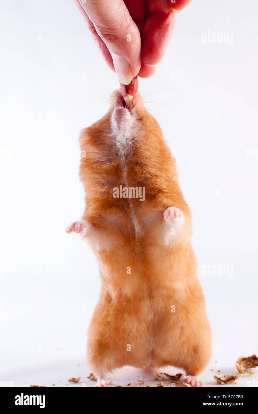 Person feeding a Syrian hamster a peanut Stock Photo