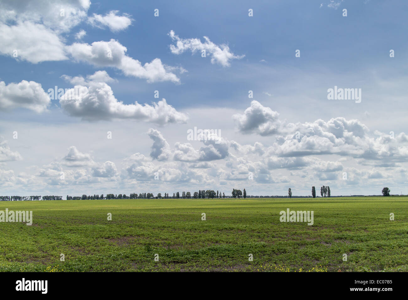 Summer landscape - green field under blue sky Stock Photo - Alamy