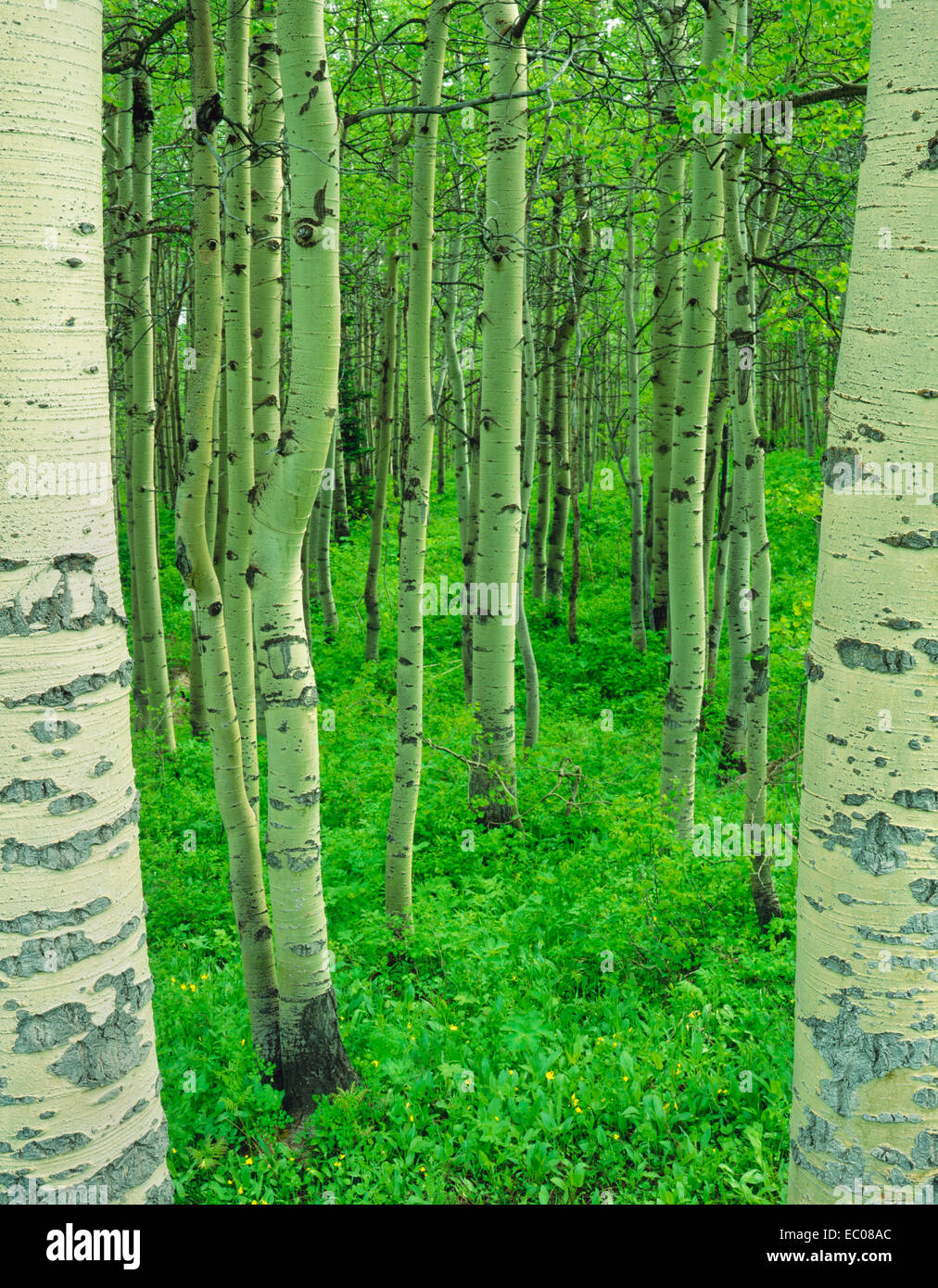 aspen forest in spring framed by 2 aspen trees. Glacier National Park