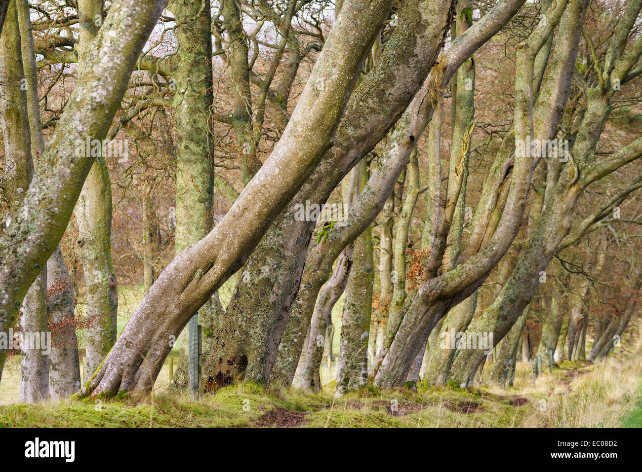 Beech hedge trees hi-res stock photography and images - Alamy