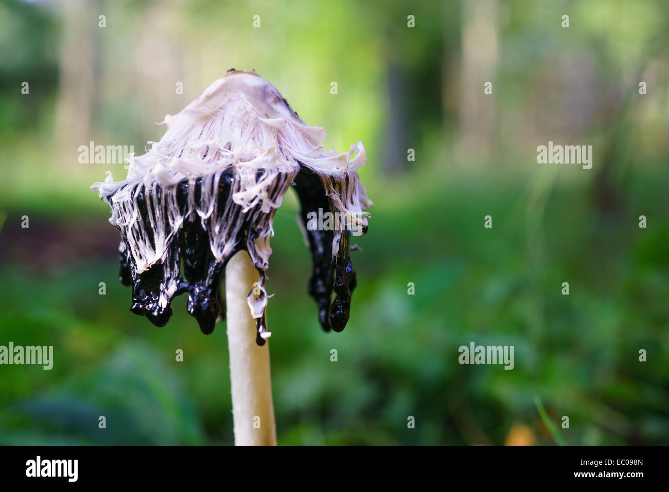 Shaggy ink cap mushroom (Coprinus comatus), also known as lawyer's wig, in a wood in Scotland. Stock Photo
