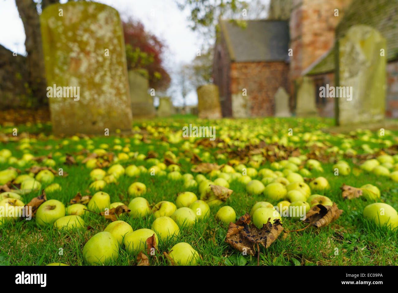 Fallen autumn apples and leaves in a church graveyard in East Lothian ...