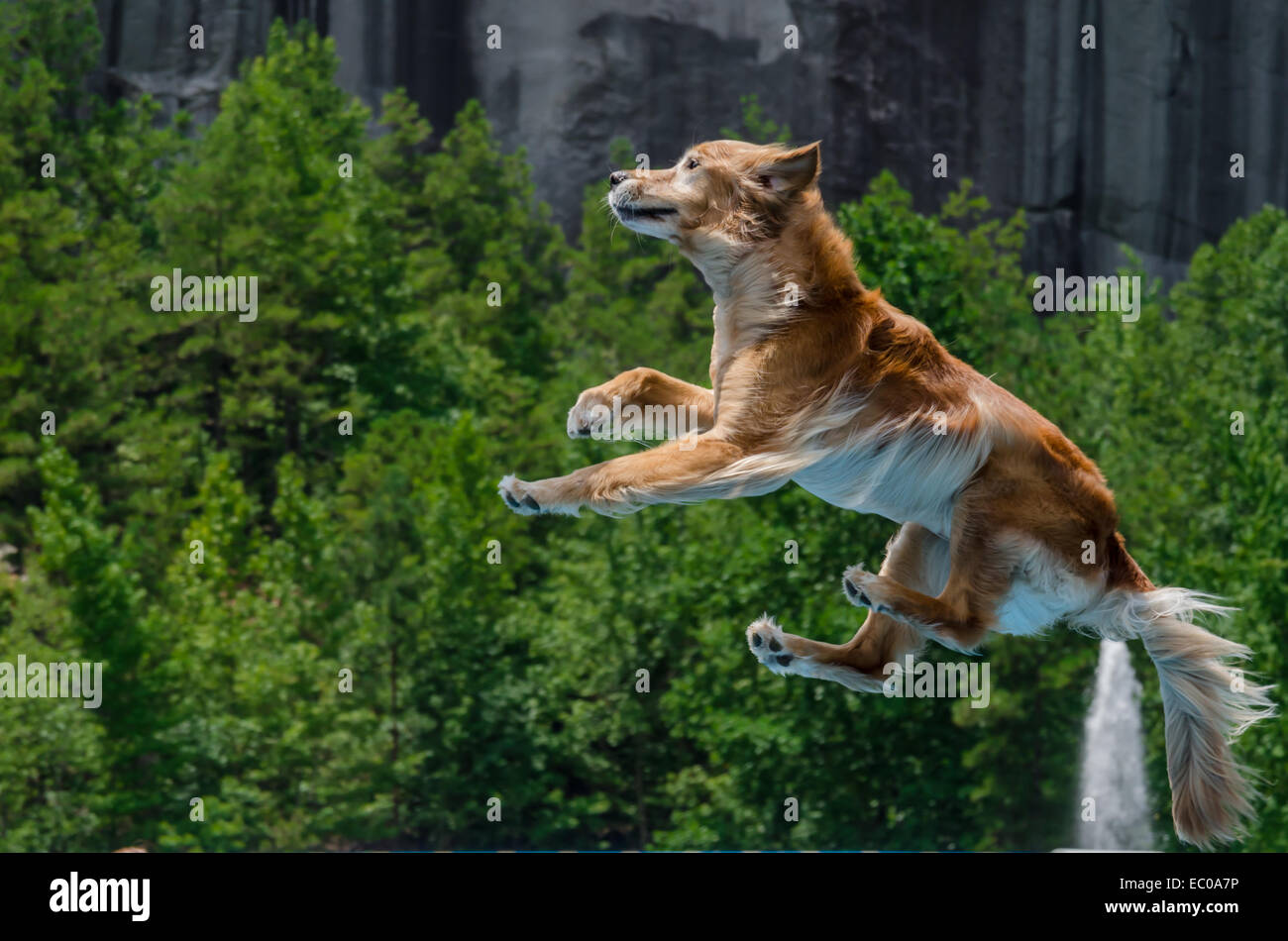 A golden retriever jumps off of a dock to fetch a dog toy Stock Photo