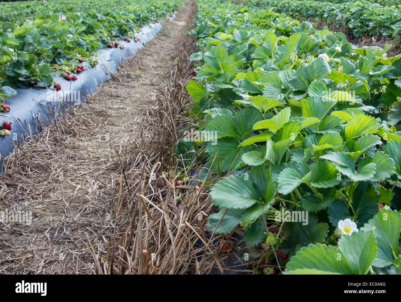Strawberries ripen on the vines in rows on a fruit farm Stock Photo